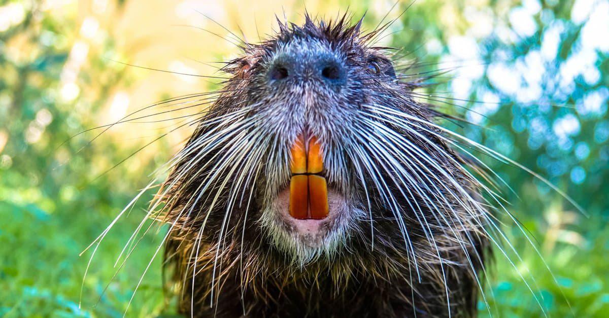 beavers teeth